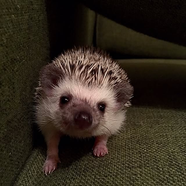 saokoさんの実例写真