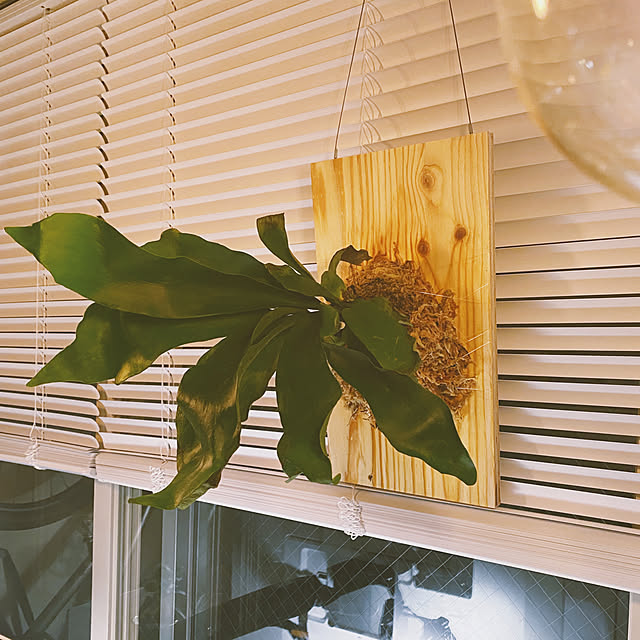 ビカクシダ/DIY/一人暮らし/PCデスク周り/観葉植物...などのインテリア実例 - 2022-03-13 08:16:02