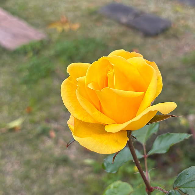 madeleineさんの部屋