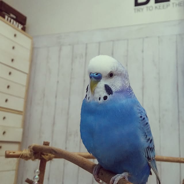 opiopiopiさんの実例写真