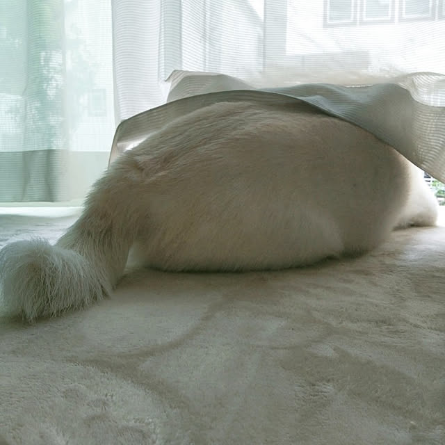 yukinkoさんの実例写真