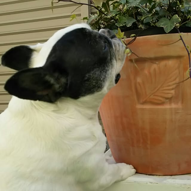 panchobiさんの実例写真
