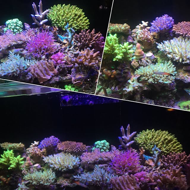 aquarium_seaさんの実例写真