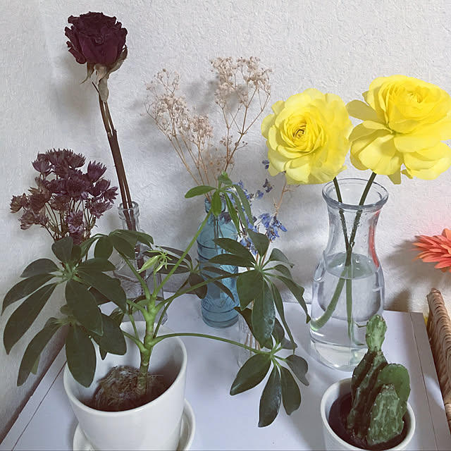 renapikoさんの実例写真