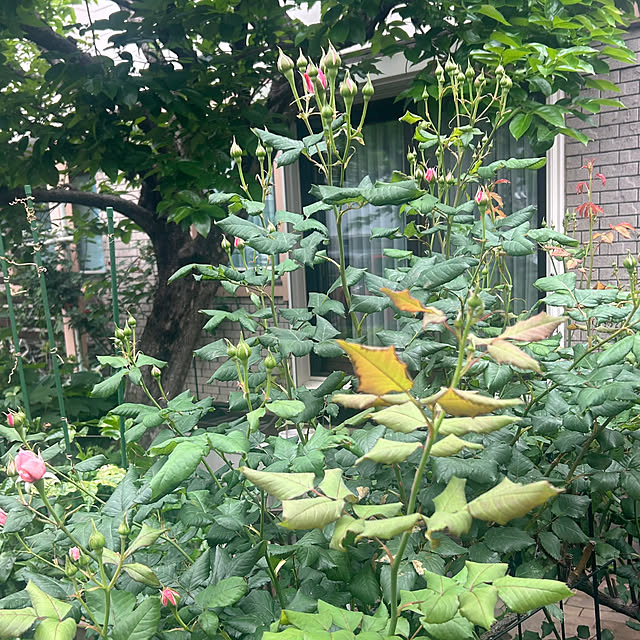 botanさんの実例写真