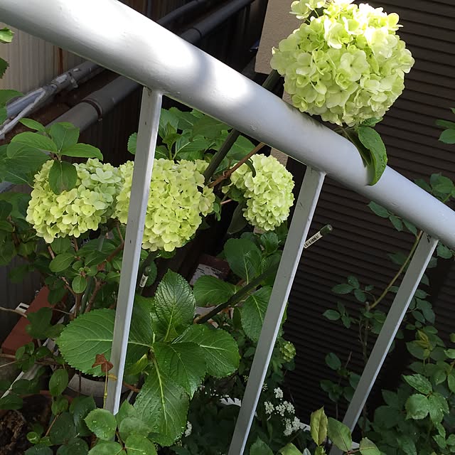 greenroseさんの実例写真
