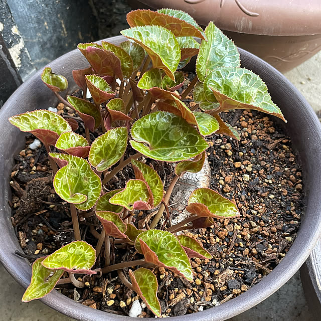 buchiさんの部屋