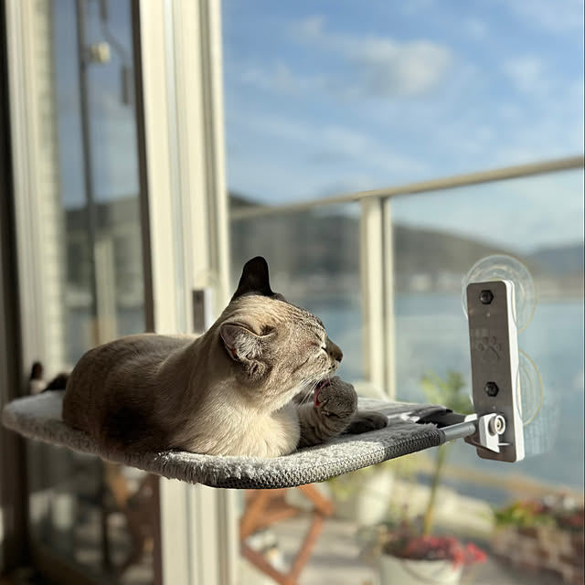 amさんの実例写真