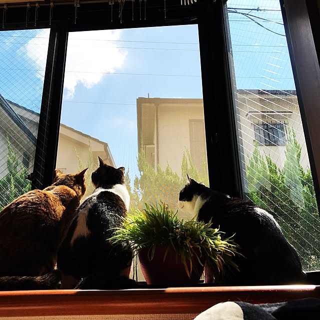 実例写真