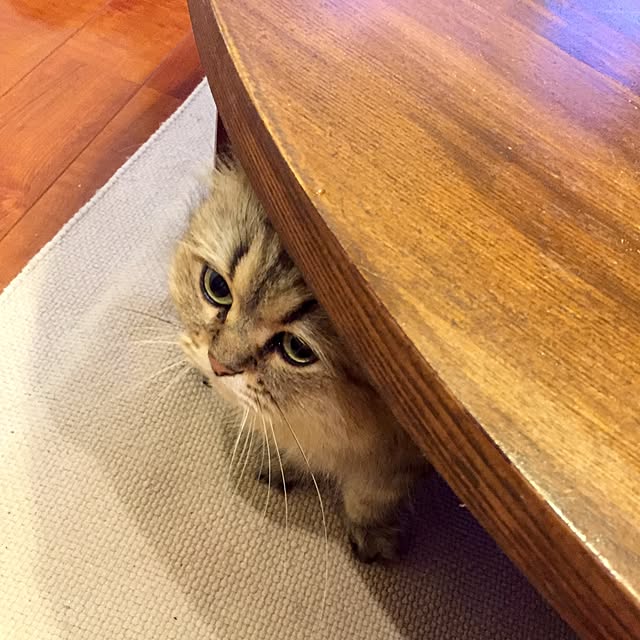 butachanさんの実例写真