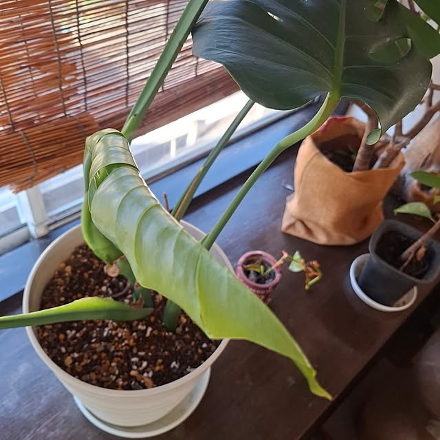 midoriさんの部屋