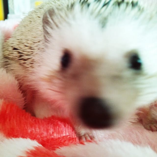 kuruさんの実例写真