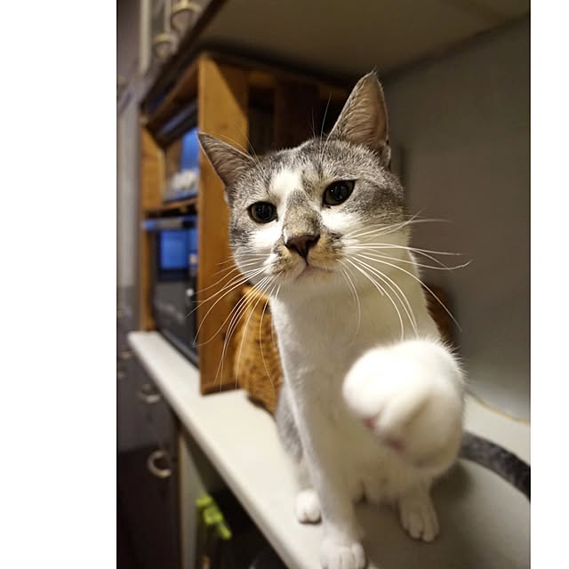 jnkaiさんの実例写真