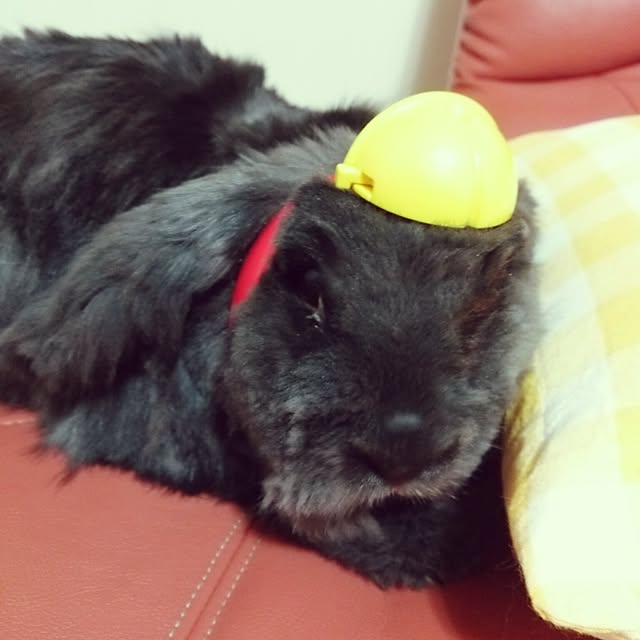 michikoさんの実例写真