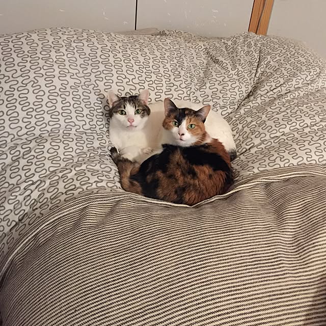 mohayaeteさんの実例写真