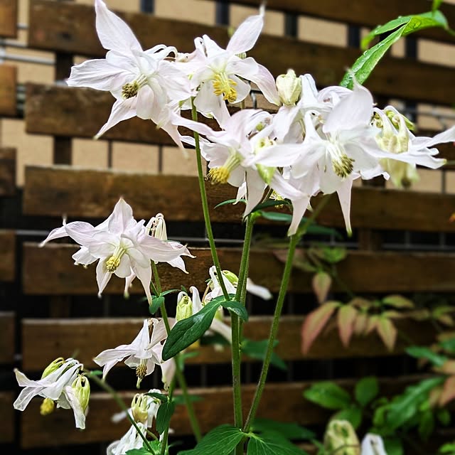 mofukoさんの実例写真