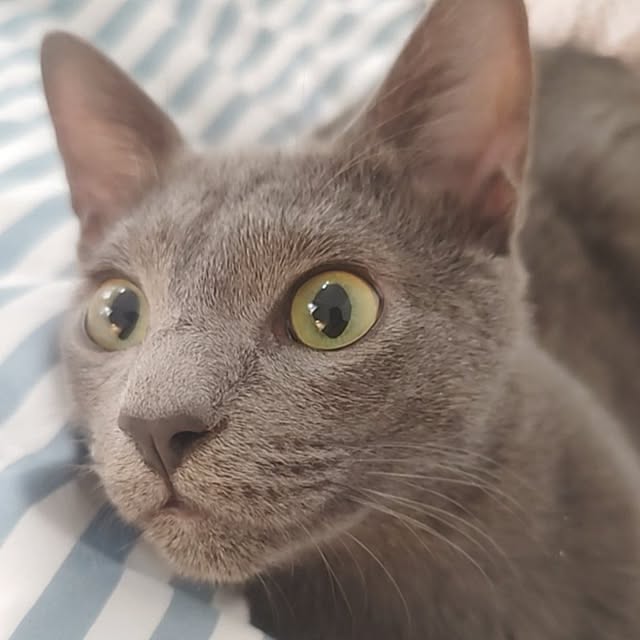 nyanpeiさんの部屋