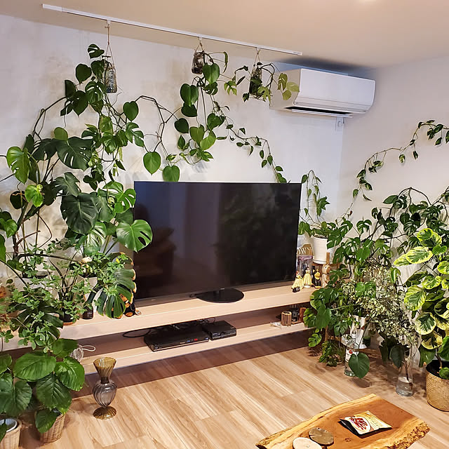 リビング/観葉植物のインテリア実例 - 2022-09-12 21:46:31
