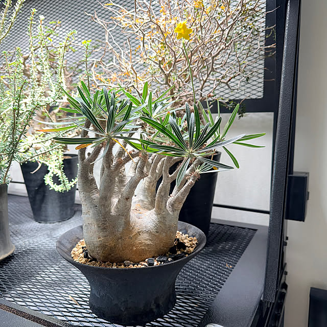 nuruiさんの部屋