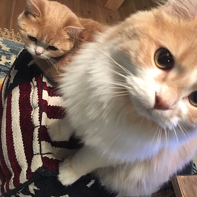 maruさんの実例写真