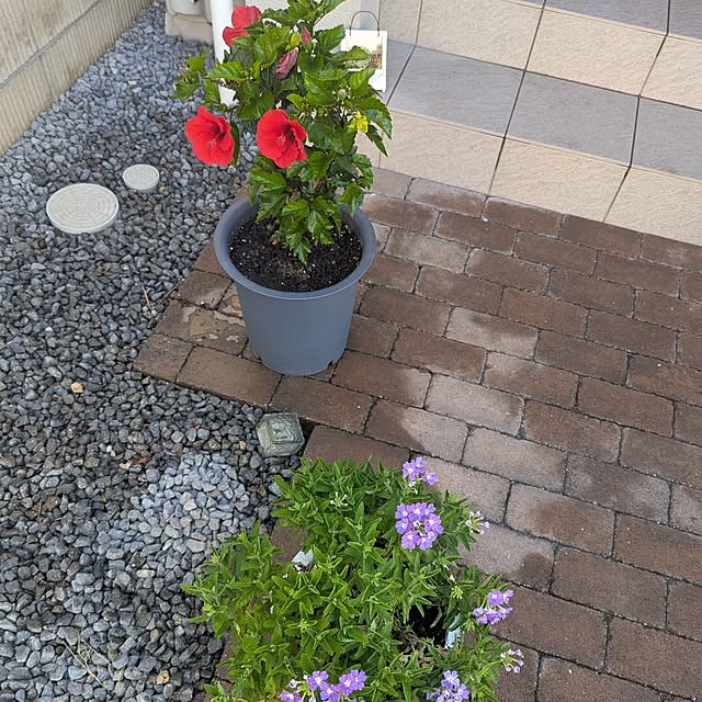 tomatopapaさんの部屋