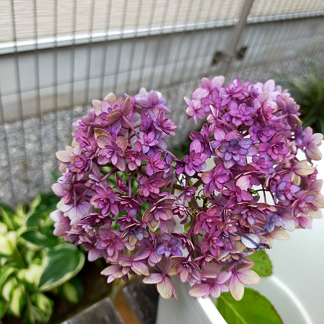 ayaさんの実例写真