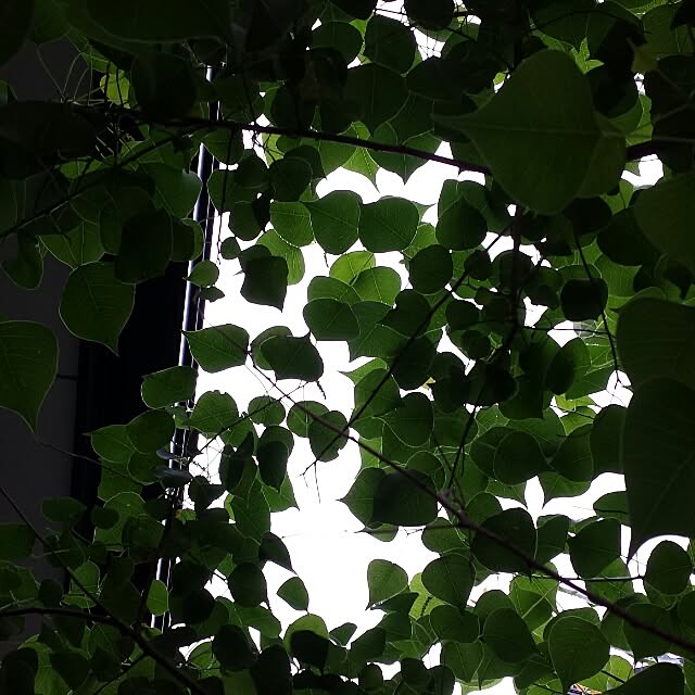 NaNanさんの実例写真