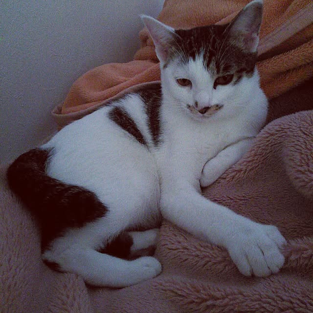 pouさんの実例写真