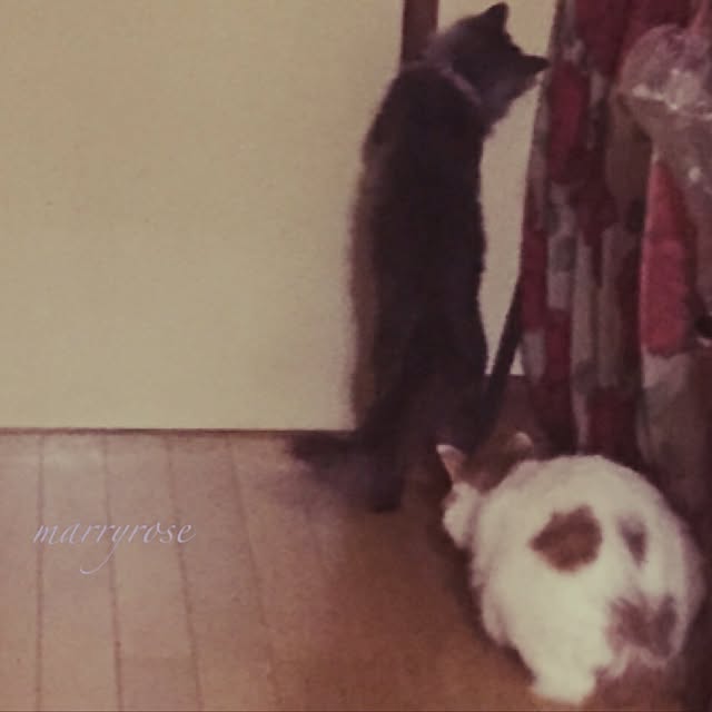 maria.rさんの実例写真