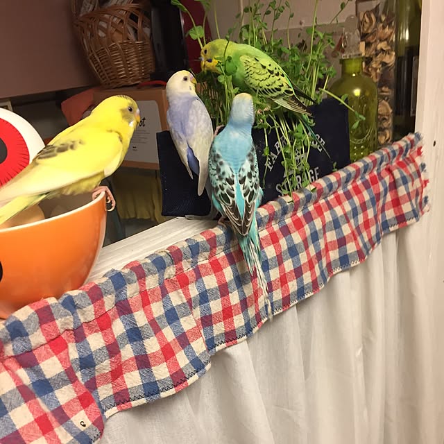 oniyomeさんの実例写真