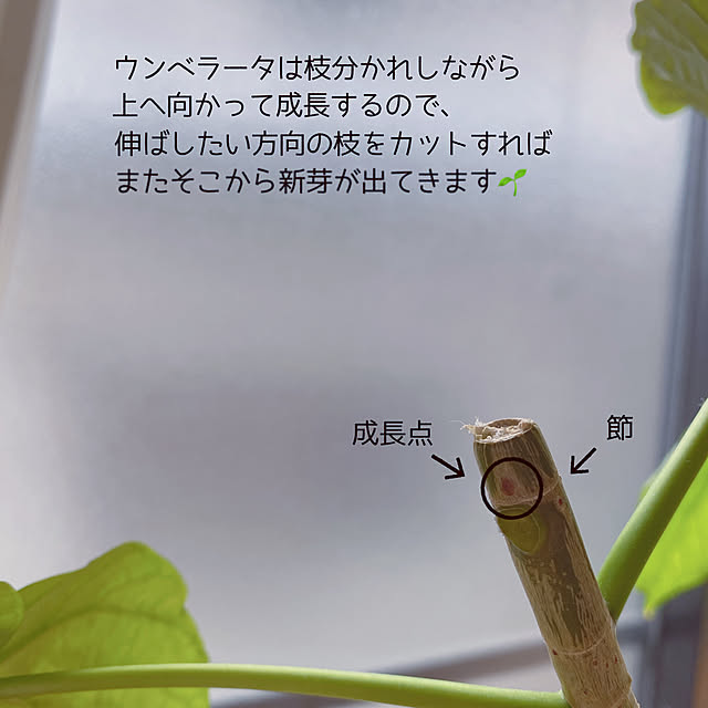 yukaさんの実例写真