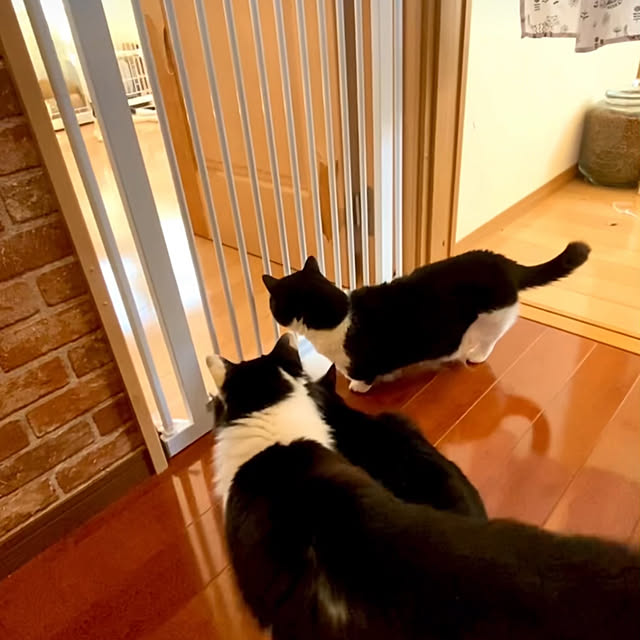 butachanさんの部屋