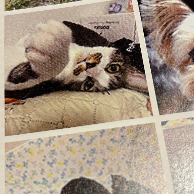 実例写真