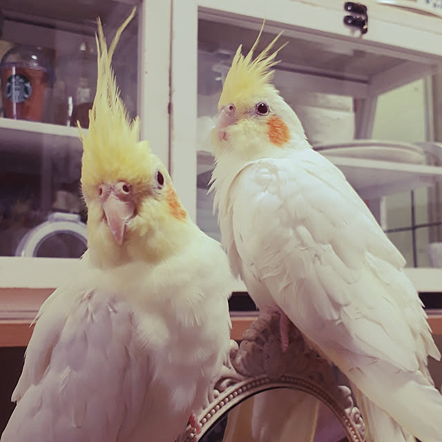 ANTENNAさんの実例写真