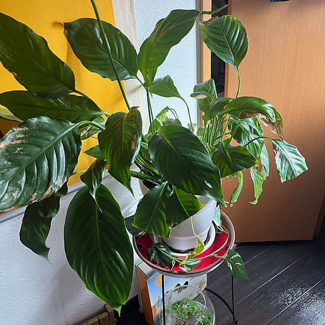 zacさんの実例写真