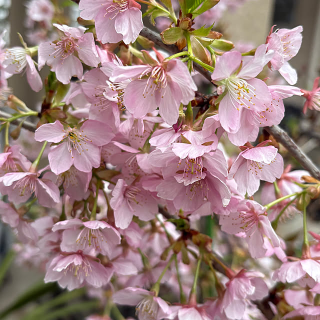 otanuさんの部屋