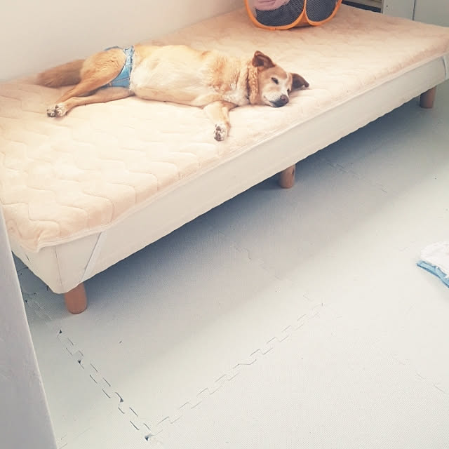 ベッド周り/平屋/犬の部屋/犬が居る生活/白い床...などのインテリア実例 - 2020-09-19 11:53:10