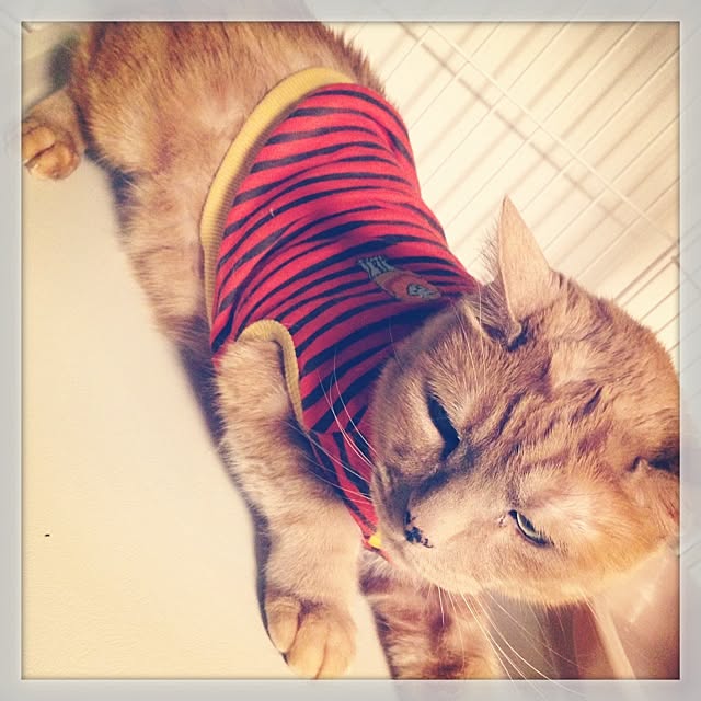 yukiさんの実例写真