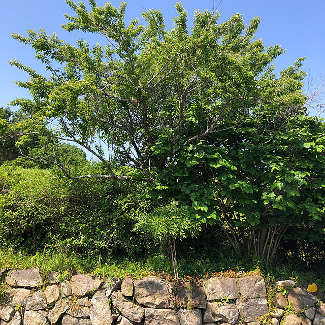 yasaigohanさんの部屋