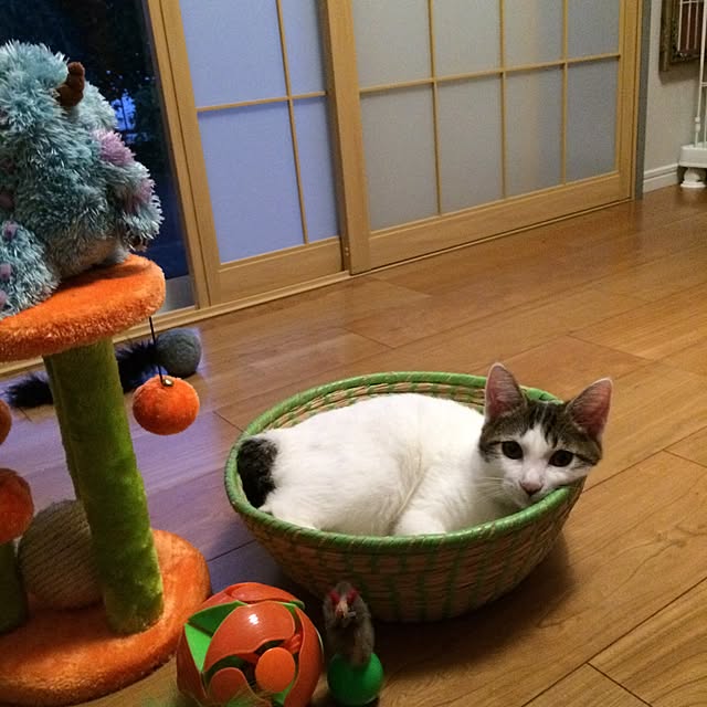himenekoさんの実例写真