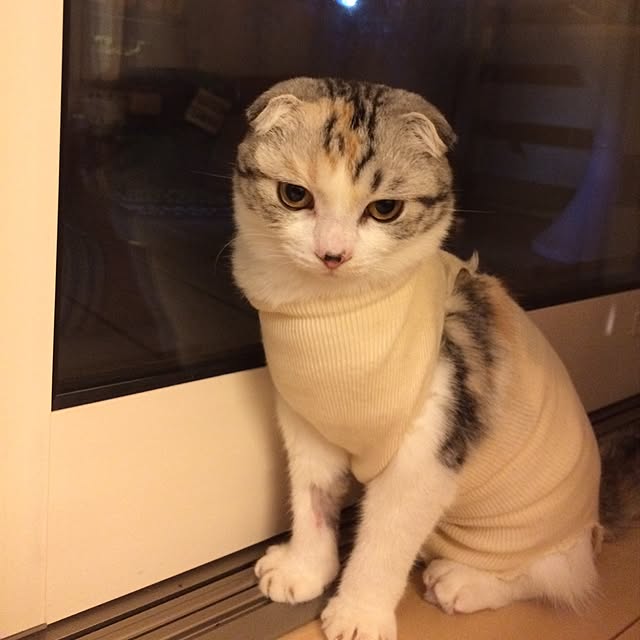 yokkochanさんの実例写真