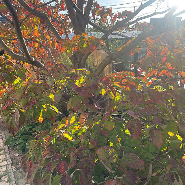 kuikoさんの部屋