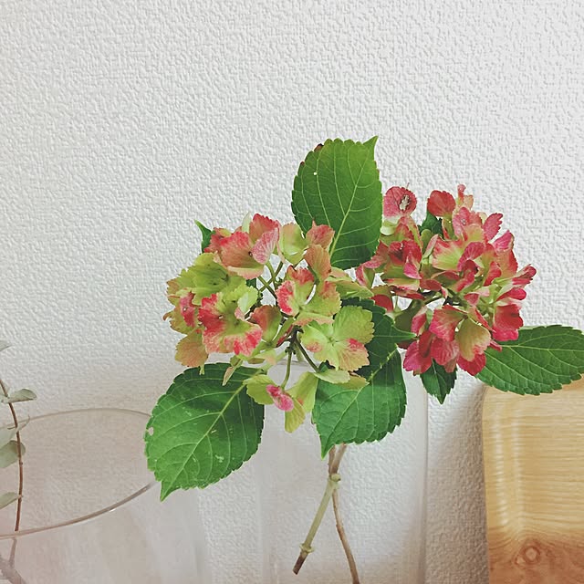 ichiさんの実例写真