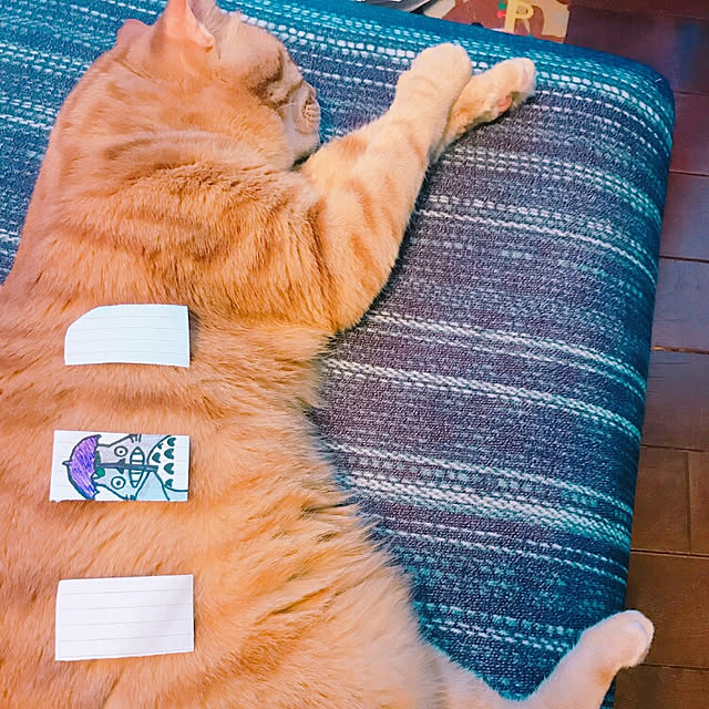 okyosan101さんの実例写真