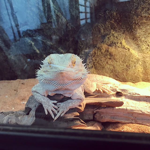 japitonさんの実例写真