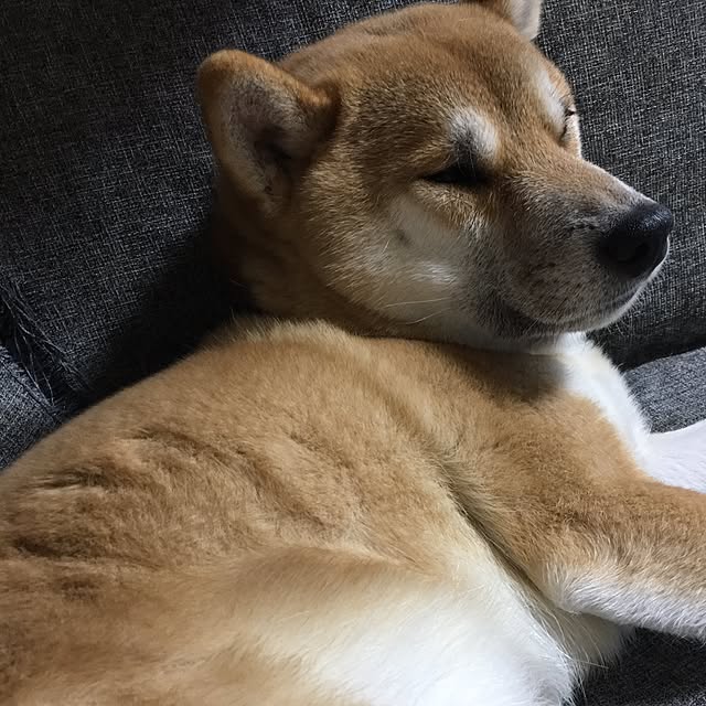 kotaさんの実例写真