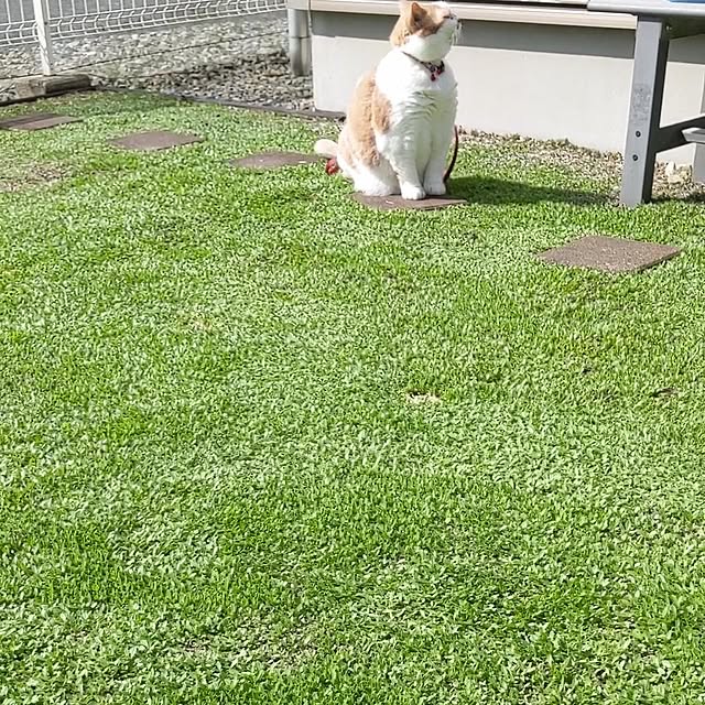Kurapia_channelさんの実例写真