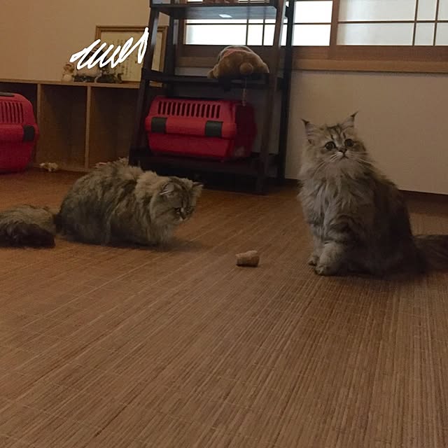 butachanさんの実例写真