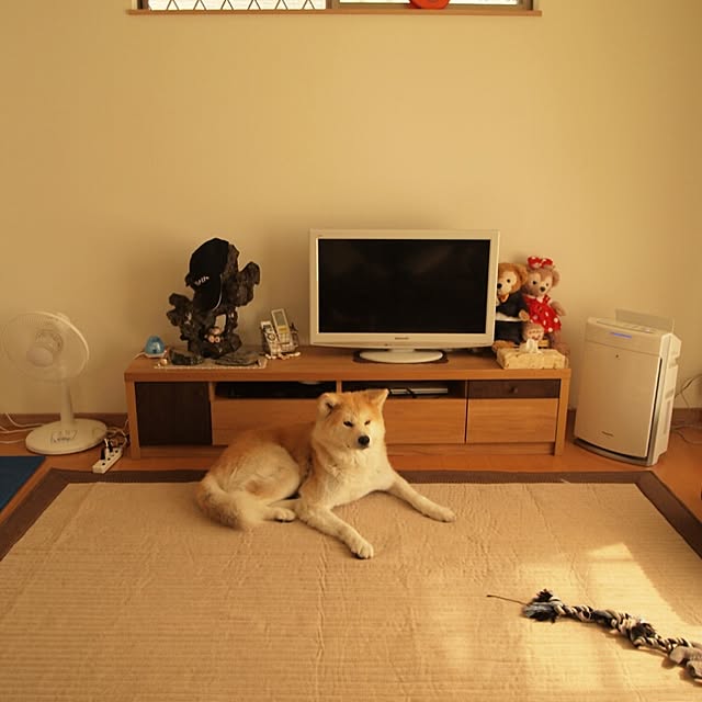 akitainu7さんの実例写真