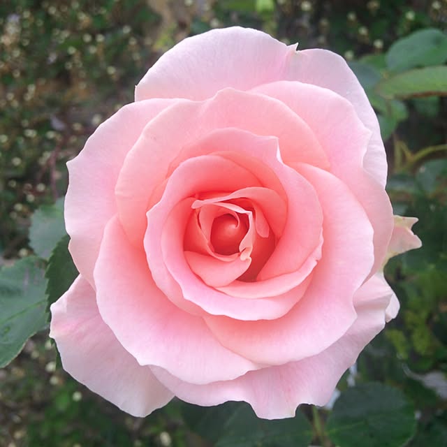 HappyRoseさんの実例写真